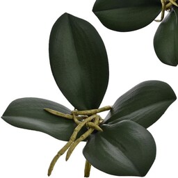 LIŚCIE STORCZYKA Z KORZENIAMI 20 CM