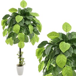 DRZEWKO MANGO KOMPOZYCJA