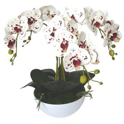 Storczyk 5 pędowy w doniczce plastikowej mix