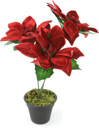 Gwiazda Betlejemska czerwona w doniczce - 30 cm - 1 szt.