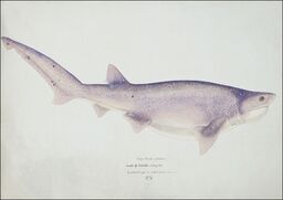 Antique fish Tiger Shark, F. E. Clarke - plakat Wymiar do wyboru: 100x70 cm