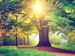 Fototapeta FTNxxl2424 fotomurale czerwone drzewo