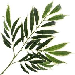 LIŚĆ OLEANDER 68 CM