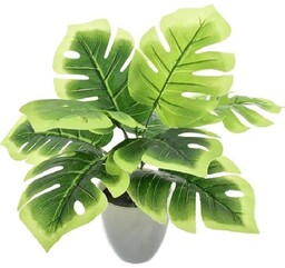 MONSTERA W DONICZCE 30 CM