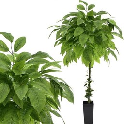 DRZEWKO Z LIŚCI MANGO 150 CM