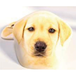 Greno Poduszka przytulanka 40x40 Golden Dog beżowa 339