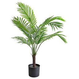 Palma w doniczce 60 cm wysokość 80 cm