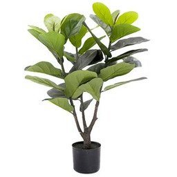 Fikus dębnolistnyw doniczce 90 cm