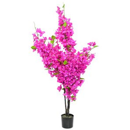 Bugenwilla w doniczce 40 cm wysokość 120 cm różowy