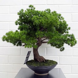 Leaf LEAF-7518 50 cm sztuczna sosna drzewko bonsai