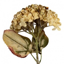 Sztuczna Hortensja Suszona 47 cm C Clayre & Eef