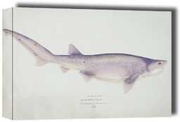Antique fish Tiger Shark, F. E. Clarke - obraz na płótnie Wymiar do wyboru: 100x70 cm