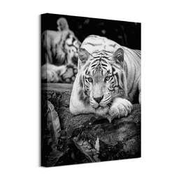 Tiger Stare - Obraz na płótnie