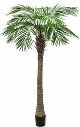 Europalms 82510720 Phoenix Palm Tree Luxor, 150 cm