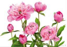 AG Design FTxxl 0115 różowa piwonia, papierowa fototapeta - 360 x 255 cm - 4 części, papier, wielokolorowy, 0,1 x 360 x 255 cm