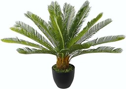 Palma Cycasa w doniczce