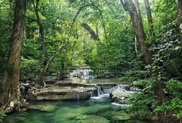 Fototapeta plakat panorama "LA FORET D''EMERAUDE" 4 x 2,70 m dekoracja i obraz XXL jakość HD Scenolia