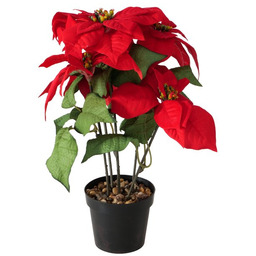 Boltze Home Sztuczna gwiazda betlejemska w doniczce, wys. 40 cm