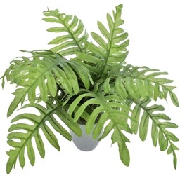 PAPROĆ W DONICZCE 11 LIŚCI