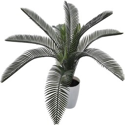 PALMA W DONICZCE CYKAS ROŚLINA W DONICZCE