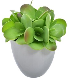 SUKULENT W DONICZCE (SERDUSZKA)