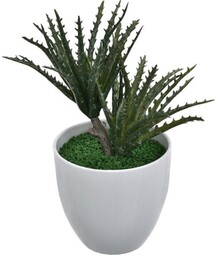 SUKULENT W DONICZCE ALOES 20 CM