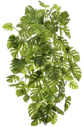 MONSTERA W DONICZCE PNĄCZE 70 CM