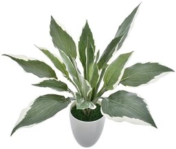 HOSTA FUNKIA W DONICZCE 25 cm