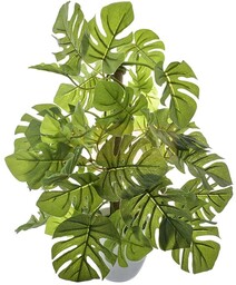 MONSTERA W DONICZCE MAŁA 1/2 PĘDU