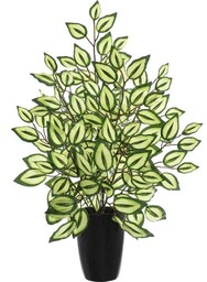 KOMPOZYCJA BENJAMIN PAWIE OCZKA W DONICZCE 70CM