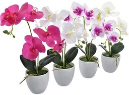 STORCZYK W DONICZCE 2 PĘDY 35 CM