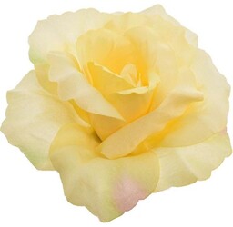 Róża rozwinięta j. żółta