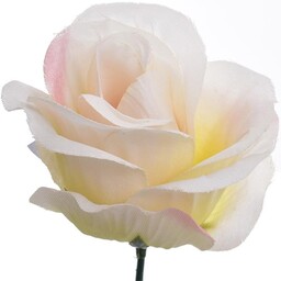 RÓŻA PĄK LEKKO ROZWINIĘTA LEKKI RÓŻ Z CIENIAMI