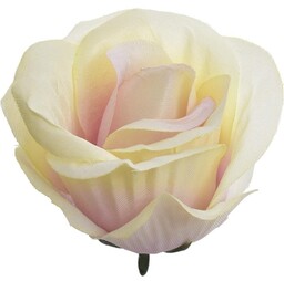 RÓŻA PĄK LEKKO ROZWINIĘTA LEKKI RÓŻ KREMOWY