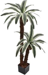 PALMA W DONICZCE PODWÓJNY PIEŃ 140 CM