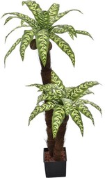 PALMA W DONICZCE PODWÓJNY PIEŃ 140 CM