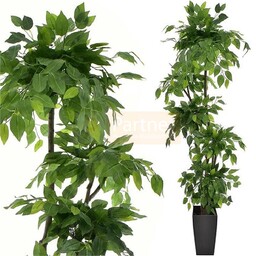 DRZEWKO W DONICZCE BENJAMIN 160 CM