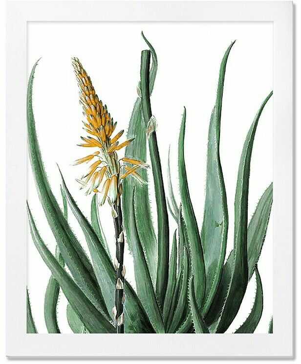 Obraz na płótnie kaktusy