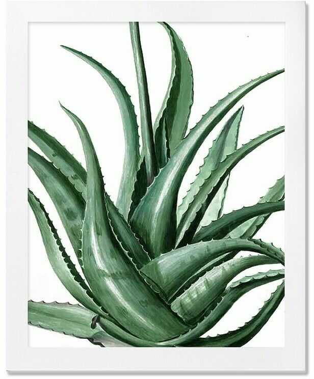 Obraz na płótnie kaktusy